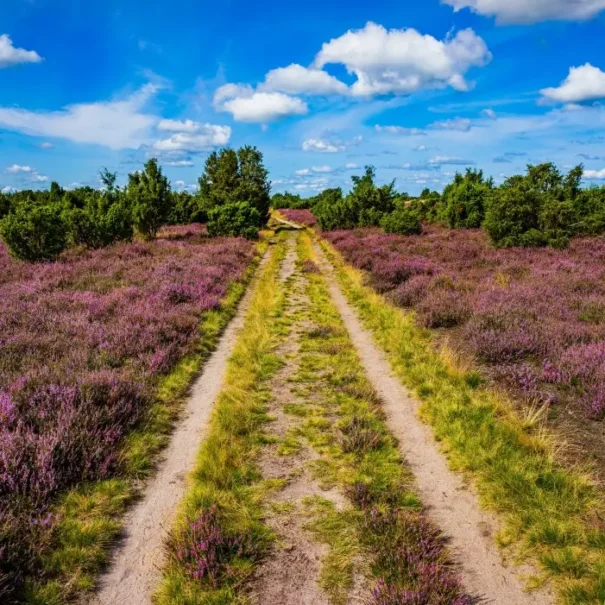 Restaurants_Faßberg_section Ein malerischer Weg durch ein lila blühendes Heidefeld unter einem blauen Himmel mit weißen Wolken.
