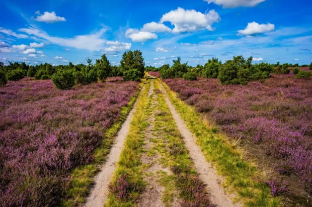 Ein malerischer Weg durch ein lila blühendes Heidefeld unter einem blauen Himmel mit weißen Wolken.